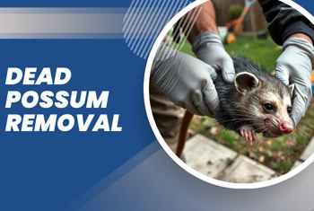 dead Possum removal image
